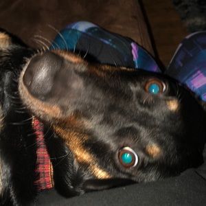 Meet your Posher, Holly